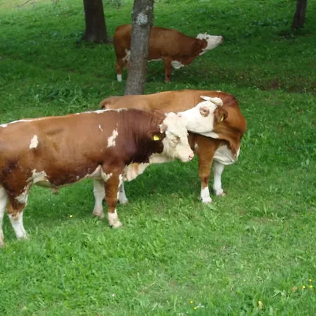 Bivanje na kmetiji Turisticna Kmetija Ramsak