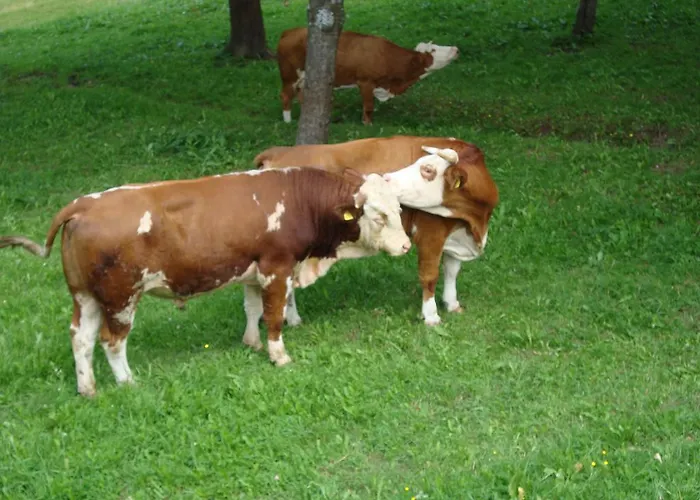 مزرعة للإقامة Turisticna Kmetija Ramsak